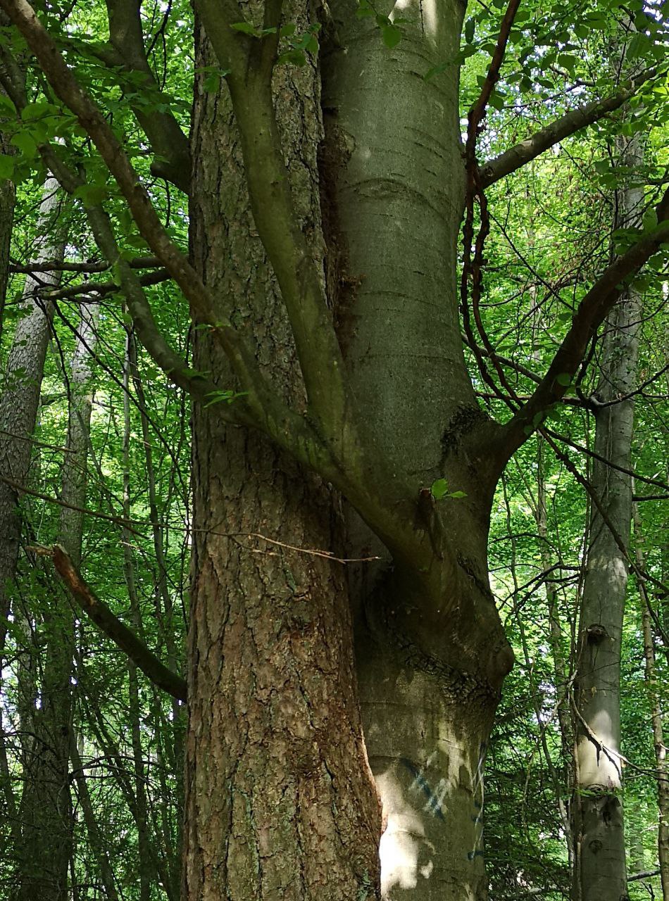 Start Waldkunst ProjektNov25